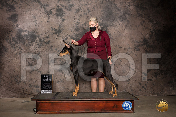 Doberman Pinscher #72 Fri BISweeps Judge Zelda Casanova_SR_7180_Belton2020_HR3