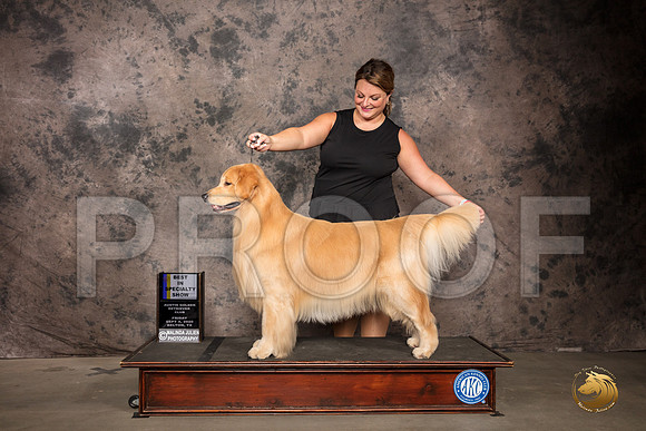 Golden Retriever #41 Fri BISS Judge Robert Stein_SR_7099_Belton2020_HR3