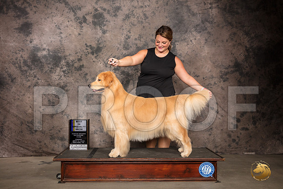 Golden Retriever #41 Fri BISS Judge Robert Stein_SR_7100_Belton2020_HR3
