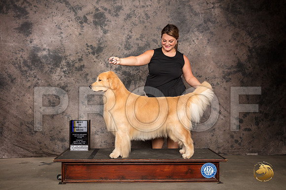 Golden Retriever #41 Fri BISS Judge Robert Stein_SR_7103_Belton2020_HR3