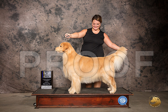 Golden Retriever #41 Fri BISS Judge Robert Stein_SR_7109_Belton2020_HR3