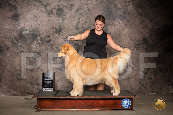 Golden Retriever #41 Fri BISS Judge Robert Stein_SR_7110_Belton2020_HR3