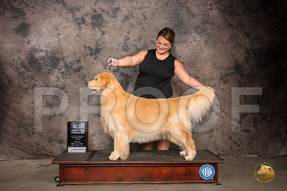 Golden Retriever #41 Fri BISS Judge Robert Stein_SR_7111_Belton2020_HR3