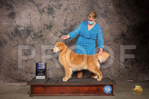 Golden Retriever #45 Fri SD Judge Robert Stein_SR_7137_Belton2020_HR3