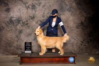 Golden Retriever #56 Fri BPuppy Judge Robert Stein