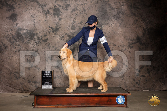 Golden Retriever #56 Fri BPuppy Judge Robert Stein_SR_7123_Belton2020_HR3