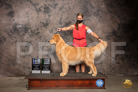 Golden Retriever #57 Fri BOW Judge Robert Stein_SR_7133_Belton2020_HR3