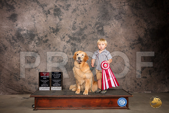 Golden Retriever #62 Fri BOS Judge Robert Stein_SR_7149_Belton2020_HR3