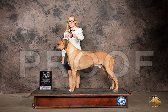 Rhodesian Ridgeback #? Fri StudDog Judge Pamela Lambie_SR_7228_Belton2020_HR3