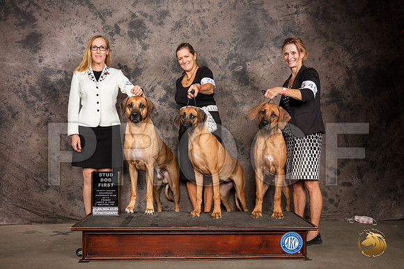 Rhodesian Ridgeback #? Fri StudDog Judge Pamela Lambie_SR_7229_Belton2020_HR3