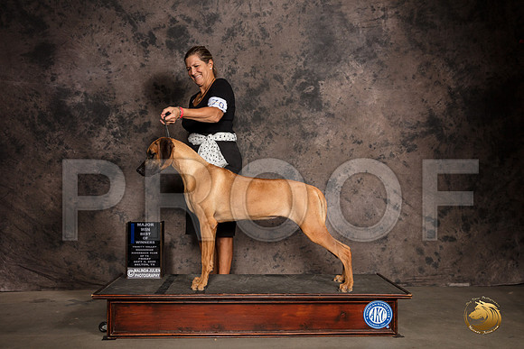 Rhodesian Ridgeback #? Fri WB BOW Judge Pamela Lambie_SR_7255_Belton2020_HR3