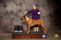 Rhodesian Ridgeback #29 BOS OHBOB Judge Pamela Lambie