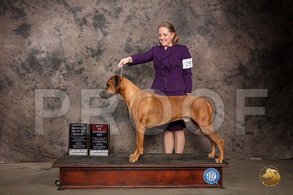 Rhodesian Ridgeback #29 BOS OHBOB Judge Pamela Lambie_SR_7214_Belton2020_HR3