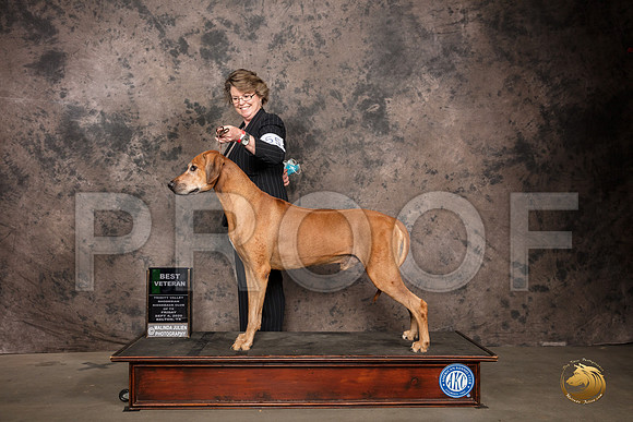 Rhodesian Ridgeback #55 Fri Best Vet Judge Pamela Lambie_SR_7224_Belton2020_HR3