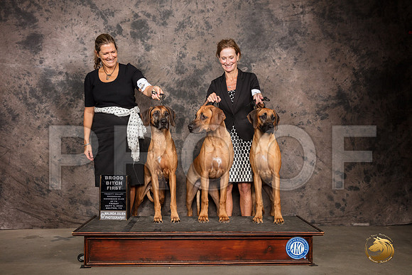 Rhodesian Ridgeback #62 Fri BroodB Judge Pamela Lambie_SR_7258_Belton2020_HR3