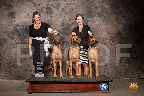 Rhodesian Ridgeback #62 Fri BroodB Judge Pamela Lambie_SR_7259_Belton2020_HR3