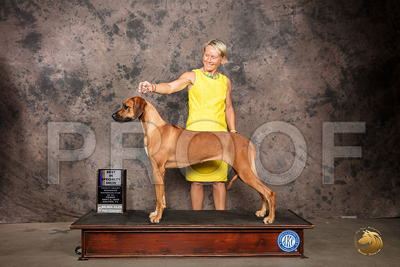 Rhodesian Ridgeback #8 Fri BISS Judge Pamela Lambie_SR_7203_Belton2020_HR3