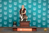 Miniature American Shepherd #184 Sat BOB G3 Judge Malinda Julien