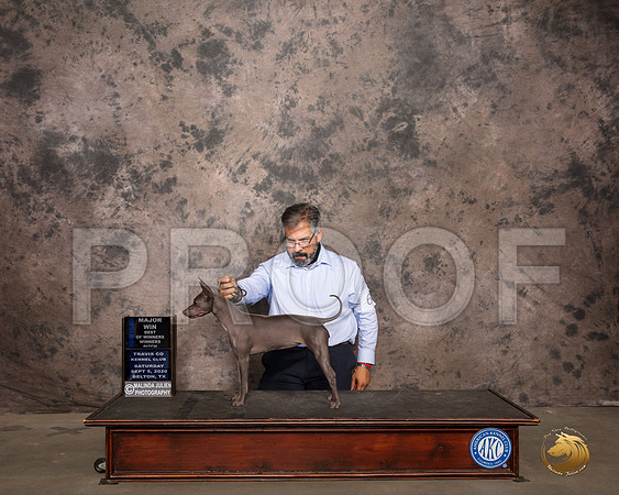 American Hairless Terrier #6 Sat Judge Col Joe Purkhiser_SR_7405_Belton2020_HR3