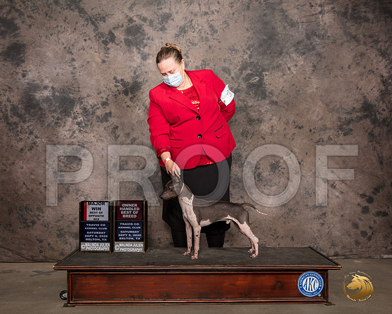 American Hairless Terrier #9 Sat BOS OHBOB Judge Col Joe Purkhiser_SR_7424_Belton2020_HR3