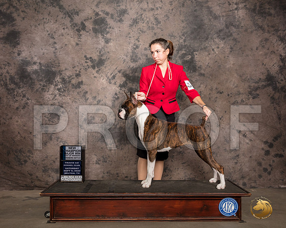 Boxer #? Sat BOWMaj NCh Judge Robert Robinson_SR_7389_Belton2020_HR3