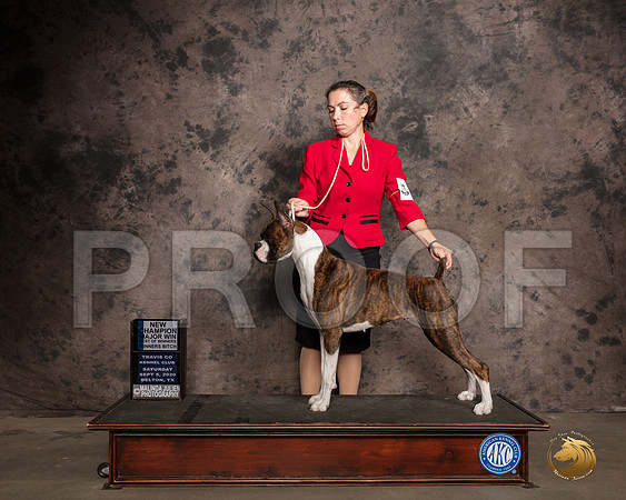 Boxer #? Sat BOWMaj NCh Judge Robert Robinson_SR_7391_Belton2020_HR3