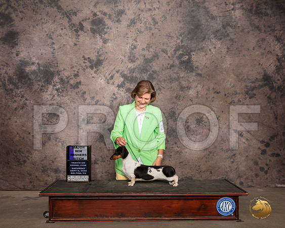 Dachshund Smooth #26 Sat WB Judge Judge Robert Robinson_SR_7426_Belton2020_HR3