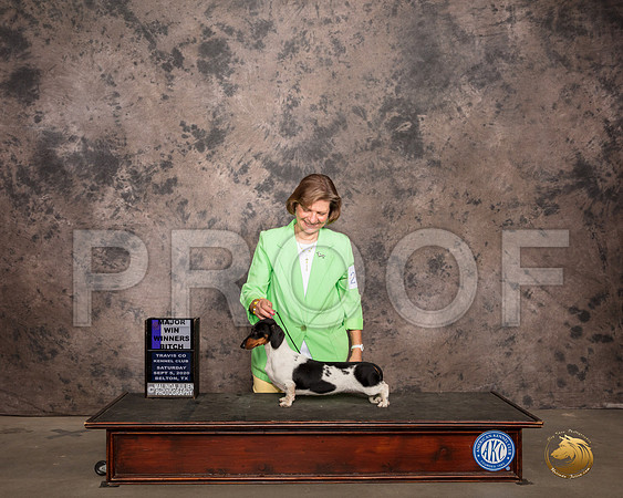 Dachshund Smooth #26 Sat WB Judge Judge Robert Robinson_SR_7427_Belton2020_HR3