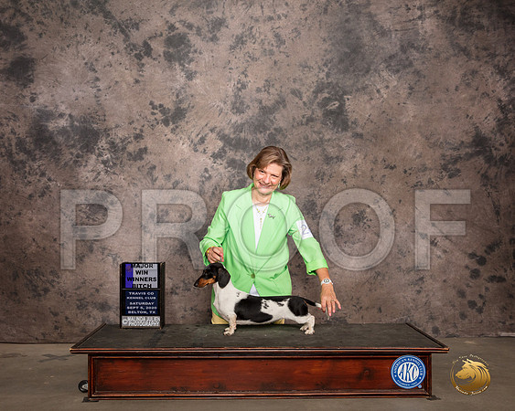 Dachshund Smooth #26 Sat WB Judge Judge Robert Robinson_SR_7429_Belton2020_HR3