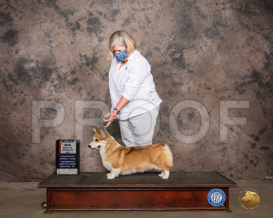 Pembroke Welsh Corgi #22 Sat BOS Judge Marilyn Van Vleit_SR_7398_Belton2020_HR3