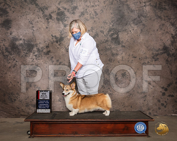 Pembroke Welsh Corgi #22 Sat BOS Judge Marilyn Van Vleit_SR_7400_Belton2020_HR3