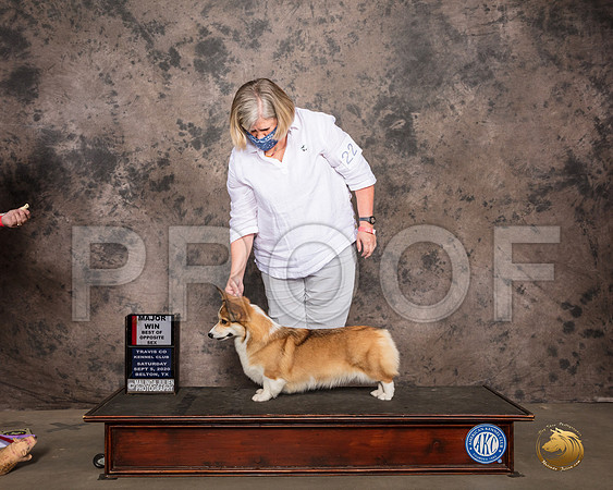 Pembroke Welsh Corgi #22 Sat BOS Judge Marilyn Van Vleit_SR_7402_Belton2020_HR3