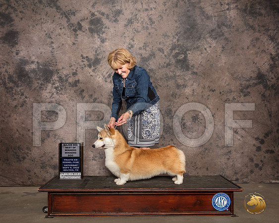 Pembroke Welsh Corgi #7 Sat BOW Judge Marilyn Van Vleit_SR_7419_Belton2020_HR3
