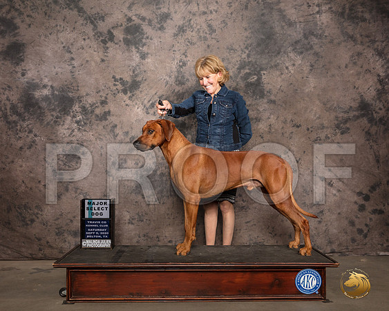 Rhodesian Ridgeback #9 Sat SD Judge Judge Sydney Good_SR_7415_Belton2020_HR3