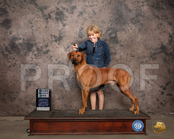 Rhodesian Ridgeback #9 Sat SD Judge Judge Sydney Good_SR_7417_Belton2020_HR3