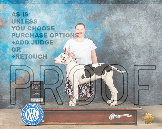 Great Dane #16 Fri PBOS Judge Thomson Stanfield-MMJ_2946-Addison2022-HR3