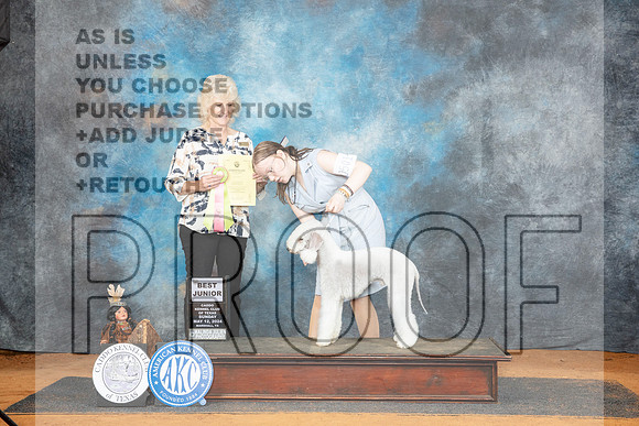 Bedlington Terrier #J501 Sun BJr Judge Lisa Graser__JP_8663_MARSHALL_2024_HR3