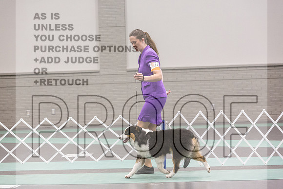 Australian Shepherd Rings Sat_JJL_9160_UKCLNGVIEWOCT2024_2024_HR3
