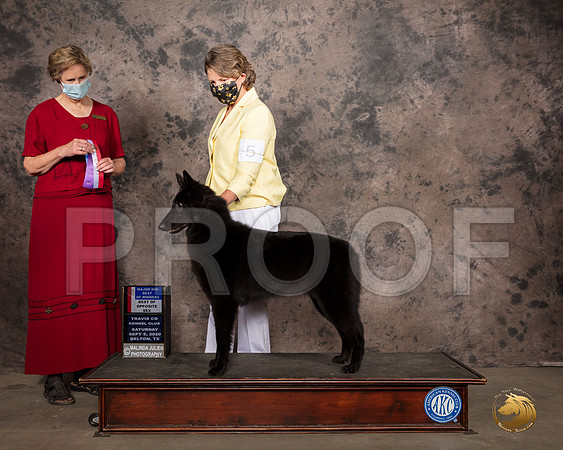 Belgian Sheepdog #12 Sat BOS Maj Judge Marilyn Van Vleit_SR_7557_Belton2020_HR3