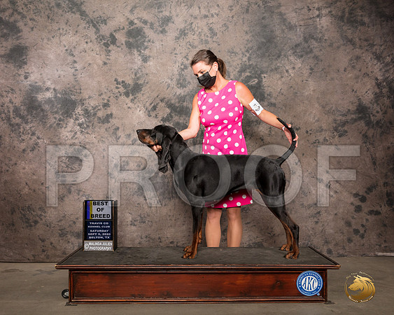 Bloodhound #6 Sat BOB Judge Robert Robinson_SR_7620_Belton2020_HR3