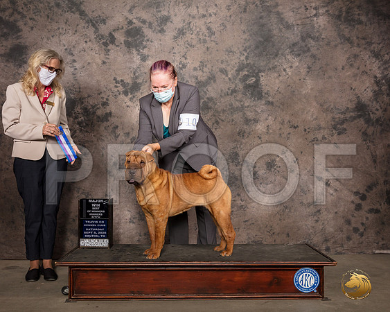 Chinese Shar Pei #10 BOW Maj Judge Helen Dorrance_SR_7590_Belton2020_HR3