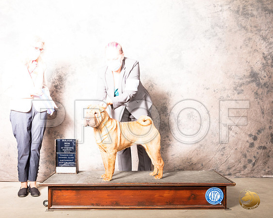 Chinese Shar Pei #10 BOW Maj Judge Helen Dorrance_SR_7591_Belton2020_HR3