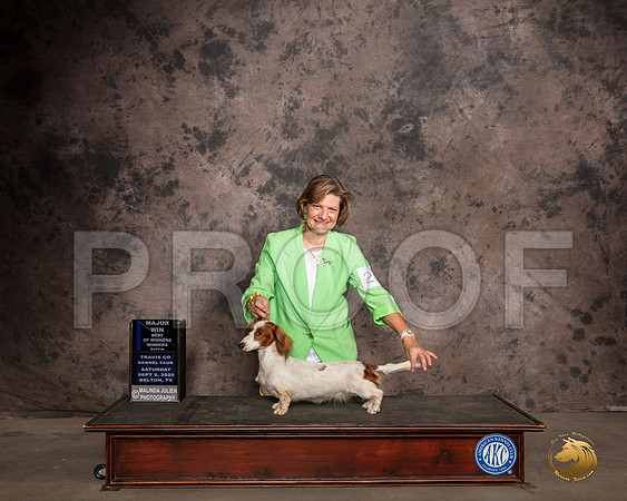 Dachshund Longhaired #20 Sat BOW Judge Robert Robinson_SR_7517_Belton2020_HR3