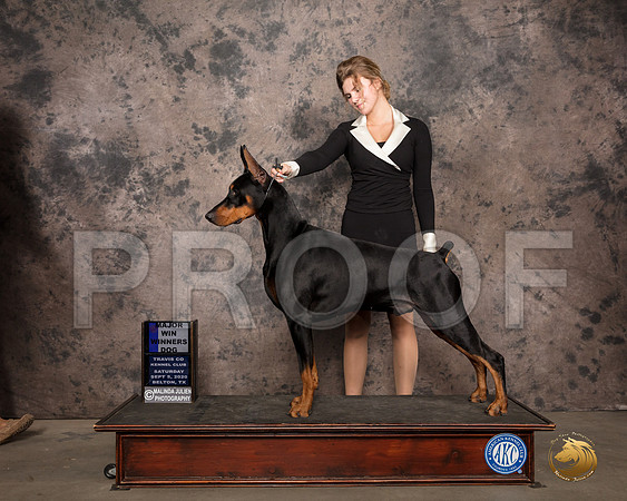 Doberman PInscher #57 Sat BOW Judge Darryl Vice_SR_7508_Belton2020_HR3