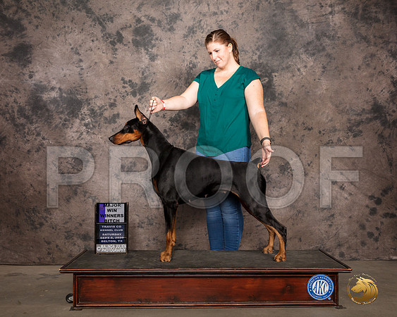 Doberman PInscher #60 Sat WB Judge Darryl Vice_SR_7501_Belton2020_HR3