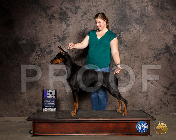 Doberman PInscher #60 Sat WB Judge Darryl Vice_SR_7504_Belton2020_HR3