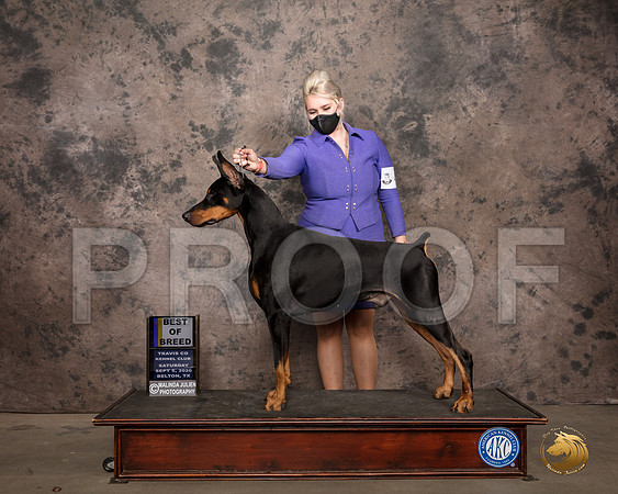 Doberman Pinscher #43 Sat BOB Judge Darryl Vice_SR_7494_Belton2020_HR3