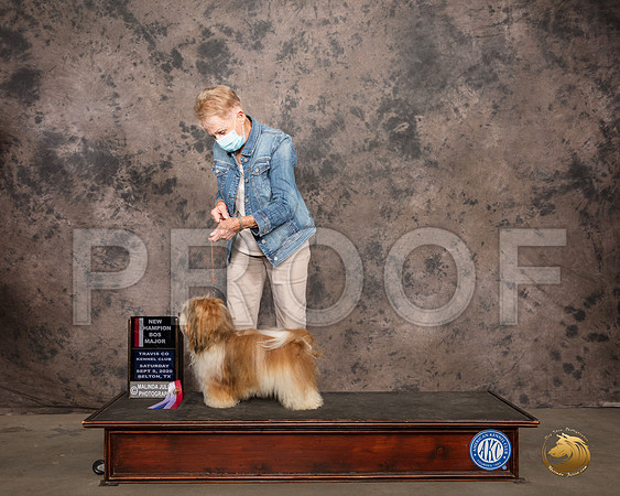 Havanese #5 Sat BOS NCh Judge Linda Hurlebaus_SR_7519_Belton2020_HR3