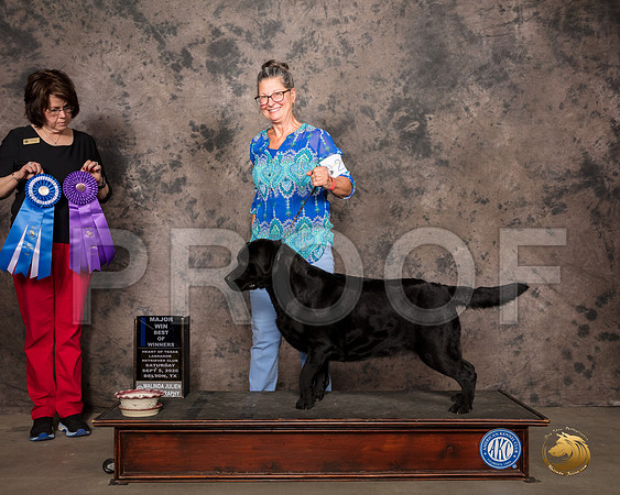 Labrador Retriever #22 Sat BOWMaj Judge Sydney Good_SR_7470_Belton2020_HR3