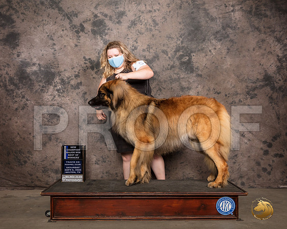Leonberger #5 Sat BOW Judge Darryl Vice_SR_7569_Belton2020_HR3